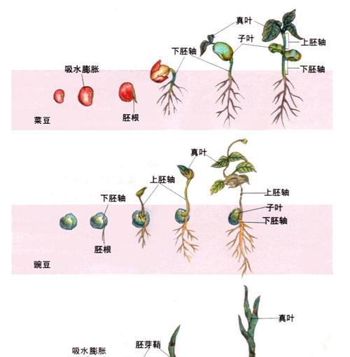 牛油果种子发芽时间短吗（探究牛油果种子发芽的时间和方法）