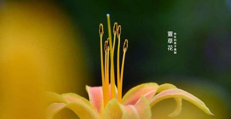 虚幻之美——以瓶中花为主题的花语解析（探索瓶中花的神秘花语）