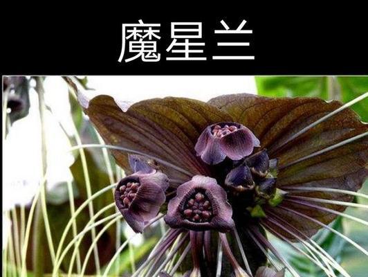 花语虚伪掩盖真实之美（探究以什么花的花语是虚伪）