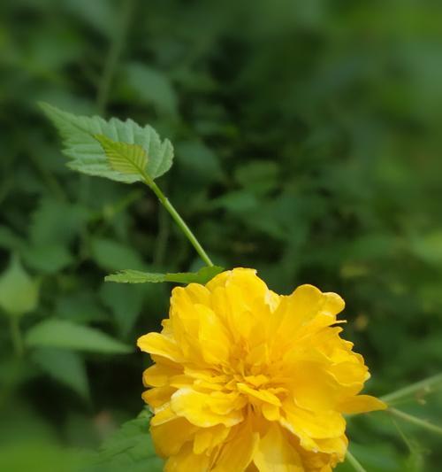 棣棠花的花语（以花语传递生命的坚韧与希望）