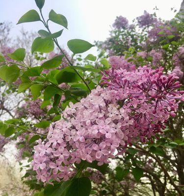 丁香花语（丁香的花语和传说）