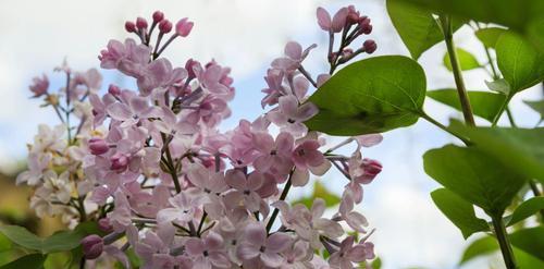 丁香花的花语与寓意（探索丁香花的花语与象征意义）