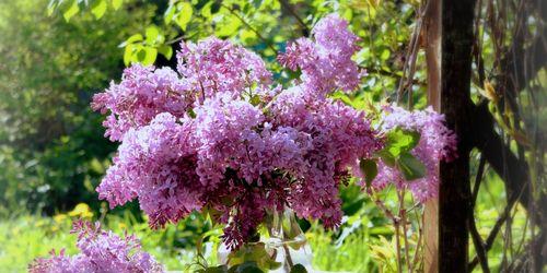 丁香花的代表意义（传递情感与美丽）