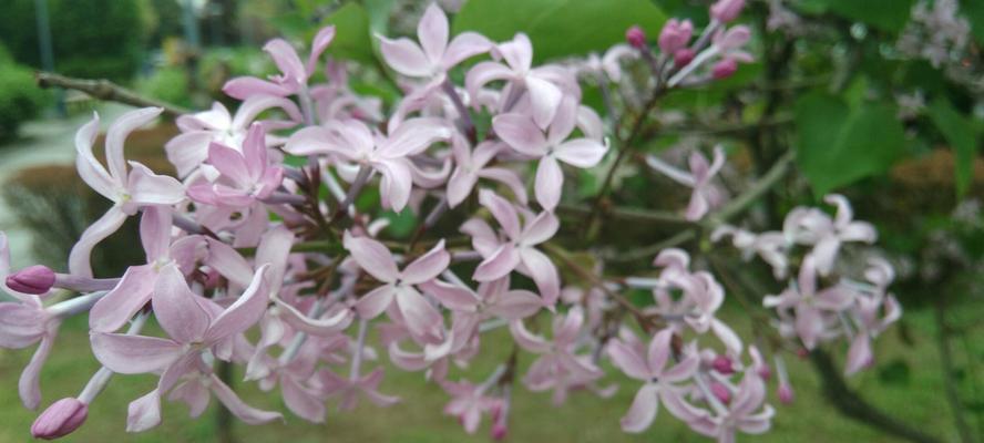 丁香花花语（用一束丁香花）