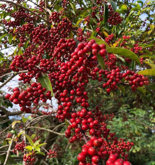 冬青树花语——盛开的希望（传递生机与坚韧的冬青树之语）