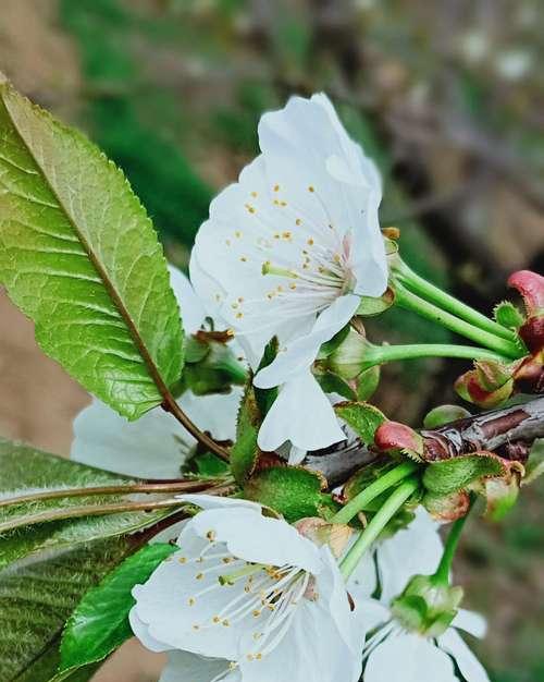 樱花的美丽与花语（探索以冬樱花）