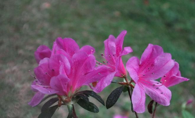 杜鹃花的花语与寓意（揭示杜鹃花的丰富内涵）