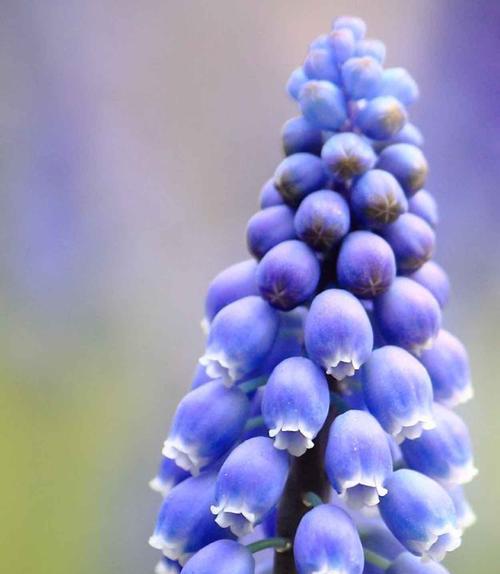 风信子的花语（探寻风信子花语的奥秘）