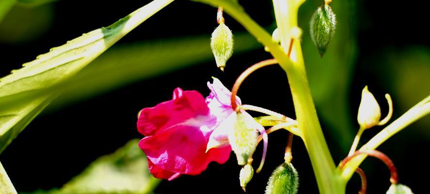 凤仙花的花语及其寓意（探索凤仙花的花语世界）