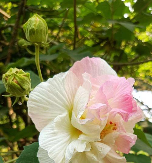 芙蓉花的花语与寓意（赏识与守护之美）