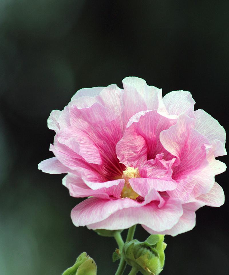 芙蓉花的花语与代表意义（揭秘芙蓉花的神秘传说与象征寓意）