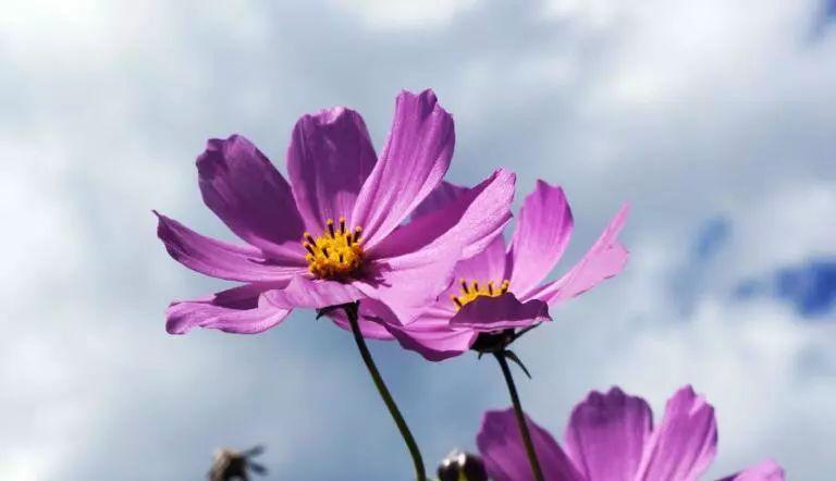 格桑花（格桑花的花语及其背后蕴含的寓意）