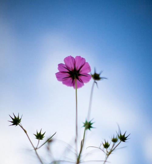 格桑花花语-美丽坚韧的象征（以格桑花花语探寻人生的哲理与勇气）