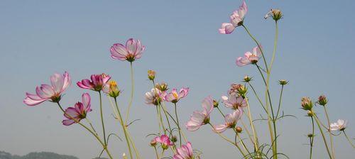 格桑花（探寻格桑花的花语和寓意）