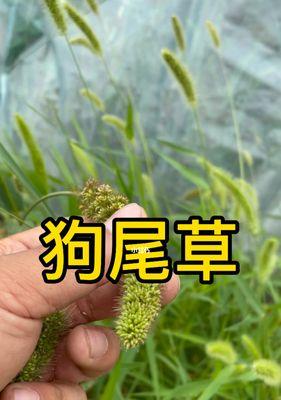 狗尾巴草的寓意与启示（探寻自然中的智慧）