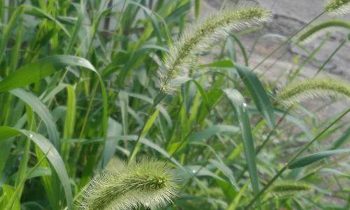 狗尾草花语的诠释（狗尾草花语的秘密与魅力）