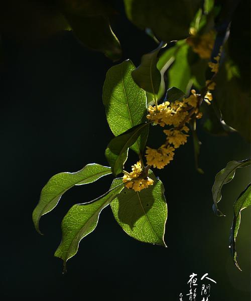 桂花花语（桂花花语的含义及其在不同季节中的象征）