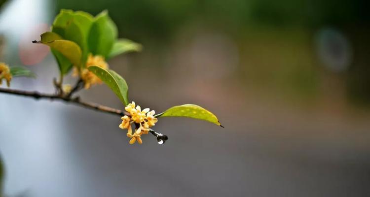 桂花的花语意义——馨香满溢的情感之源（传递幸福与美好的桂花花语）