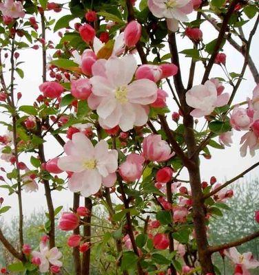 海棠花的花语与意义（以不同颜色海棠花的花语为主题探索其神秘意义）