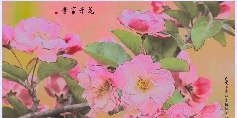 海棠花的花语与寓意（探索海棠花的文化内涵与象征意义）