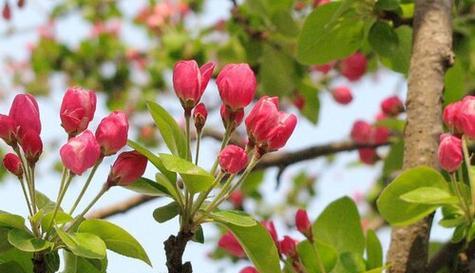 海棠花的花语与寓意（探索海棠花的寓意世界）