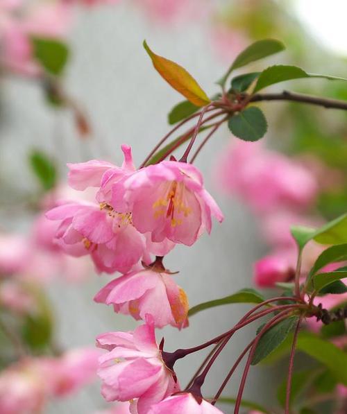 海棠花之美与传说（寄托情怀的花语与令人动容的传说）