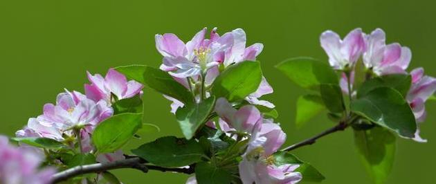 海棠花（倾诉芳菲）