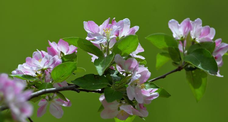 海棠花的寓意与花语（了解海棠花的含义）