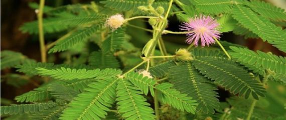 含羞草花语的象征与寓意（神秘的“含羞之花”给人们带来了什么）