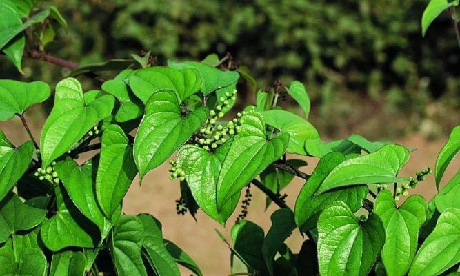 奇异植物大观（探索神奇植物世界）