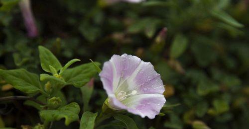 牵牛花的生长环境及分布情况（探究牵牛花在不同地区的生长条件及适应性）