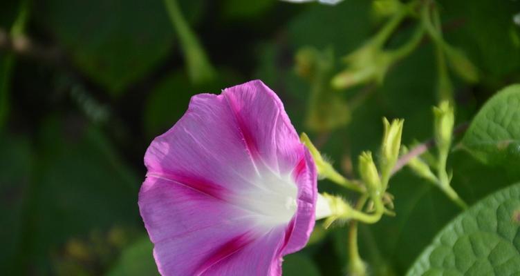 探寻牵牛花的生长环境（从地形到气候）