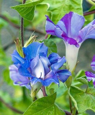 盛夏牵牛色彩之美（探寻牵牛花的形态与特点）