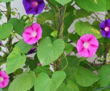 探究牵牛花的开花时间（花开时间与生长环境的关系）