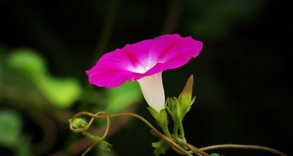 牵牛花的营养与作用（探秘牵牛花的食用价值）