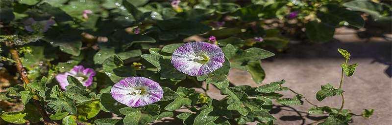 牵牛花（了解牵牛花的种类）