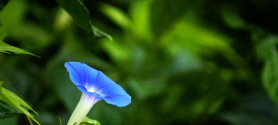 牵牛花是单性花还是双性花？——探究牵牛花的雌雄异体现象