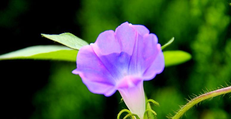 牵牛花的生命周期（探究牵牛花的生命特性及栽培技巧）