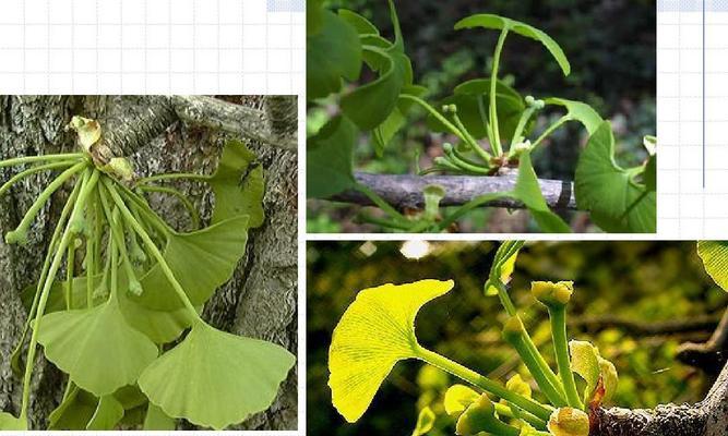 揭秘牵牛花的裸子植物身份（探究牵牛花的生物学特性与分类）