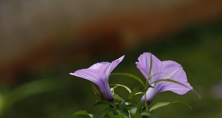 牵牛花的四季开花之美（探寻牵牛花不同季节开花的奥秘）