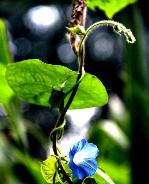 牵牛花的喜阳秘密（探索牵牛花对阳光的独特需求）