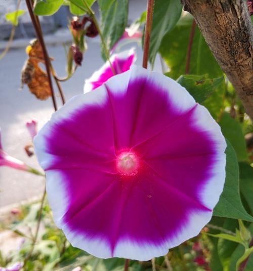 牵牛花的生长特点及喜水情况（探究牵牛花的生长环境和水分需求）