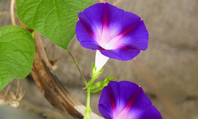 牵牛花喜阴还是喜阳？——探究牵牛花生长环境的最佳选择