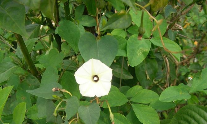 牵牛花叶子形状及其意义（揭开牵牛花叶子的神秘面纱）