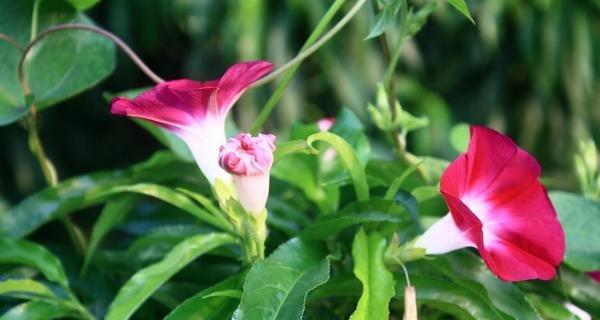 牵牛花有毒吗（室内养护牵牛花需谨慎）