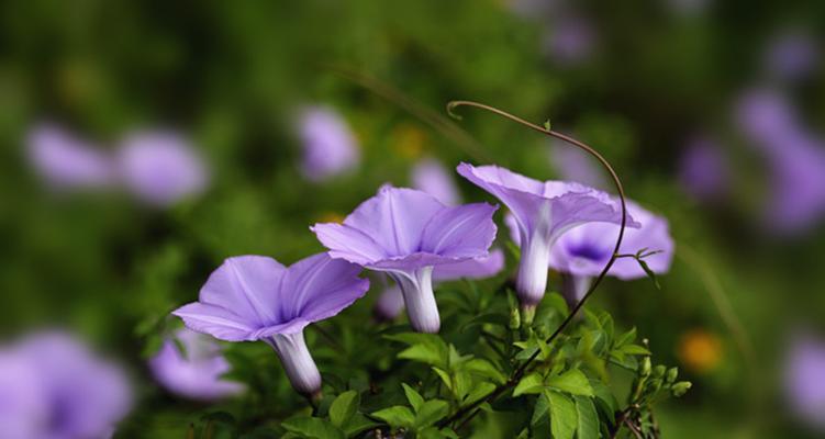 绚烂牵牛花缤纷绽放（探寻牵牛花的五彩生命）