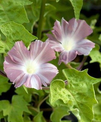 牵牛花有香味吗（探究牵牛花的芳香特性）