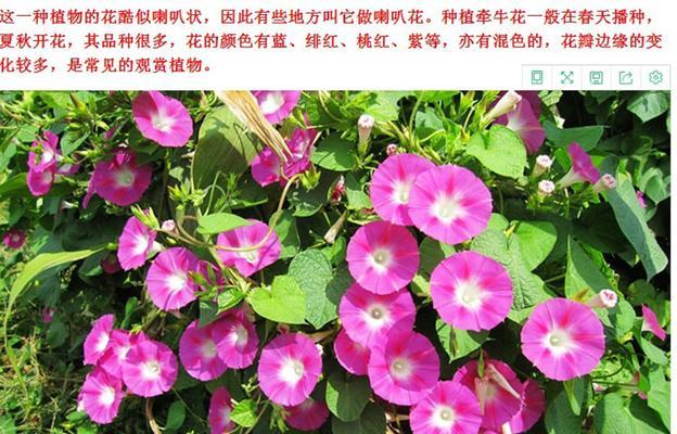 怎么吃牵牛花种子（健康小零食不容错过）