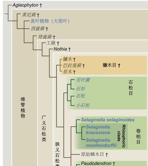 千手观音分株的时间、方法与注意事项（快速繁殖）