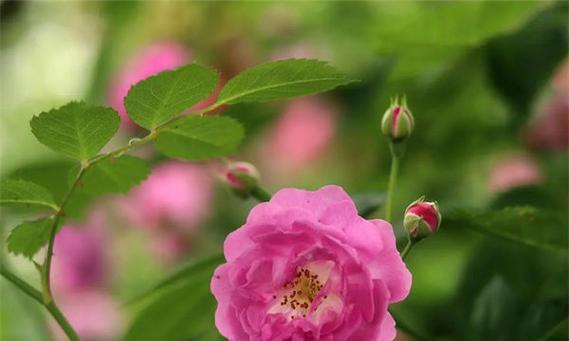 蔷薇花的花期（一年四季的美丽盛宴）